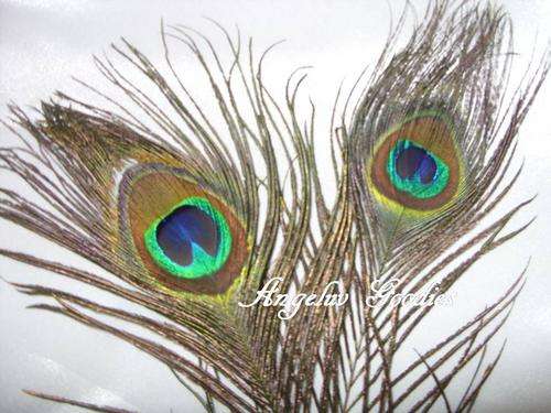 Peacock Feathers