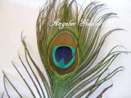 Peacock Feathers