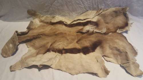 SUPERB!!! Springbok Skin Vintage