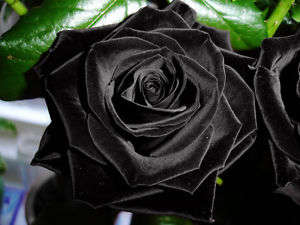 Black Rose Seeds (10 seeds)