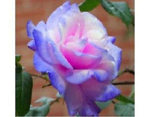 Stifling Remorse Rose Seeds (10 seeds)