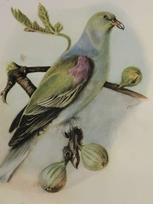 A Guide to the Birds of Southern Rhodesia and a Record of Their Nesting Habits by Cecil D. Priest