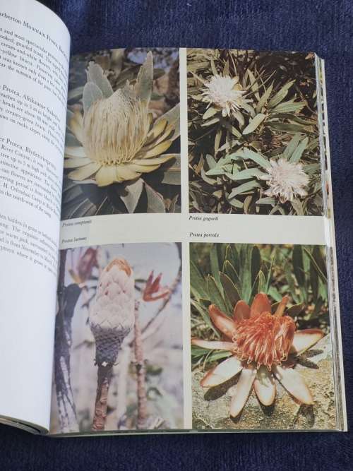 Transvaal Lowveld and Escarpment  by Jo Onderstall | South African Wild Flower Guide 4