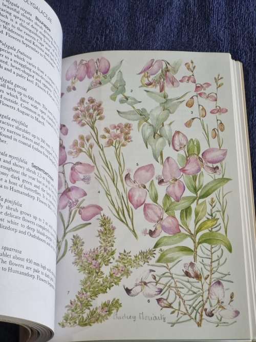 Outeniqua Tsitsikamma and Eastern Little Karoo by Audrey Moriarty