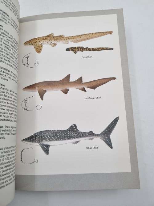 LJV Compagno Guide to Sharks and Rays of Southern Africa | Over 175 Illustrations