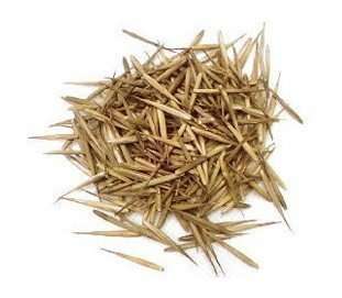 100 Moso Bamboo Seeds For Sale