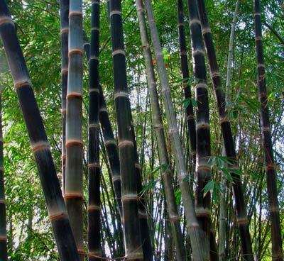 Giant Bamboo Black Asper plants for sale