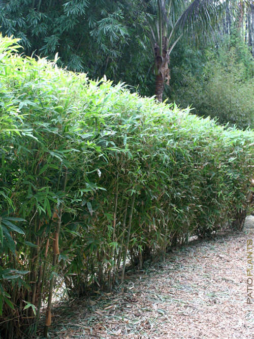 24 meter Bamboo Hedge