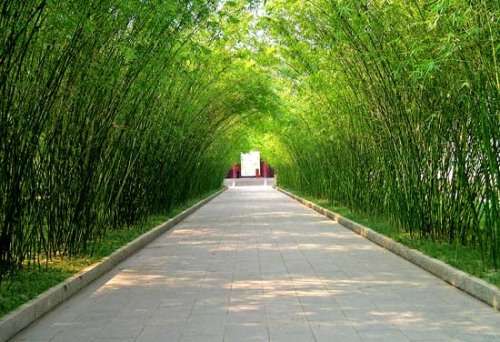 Black Bamboo Plants for sale 20l - 2m