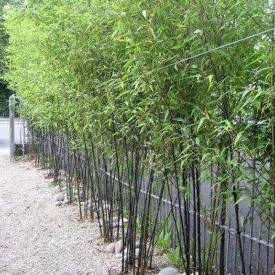 Black Bamboo Plants for sale 20l - 2m