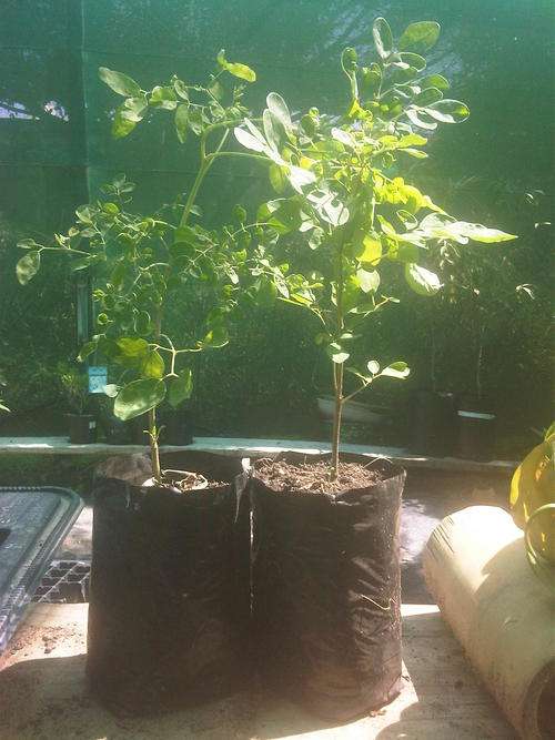 Moringa Oleifera young trees for sale