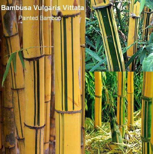 Bambusa Vulgaris Vittata "Painted Bamboo" Plants for Sale