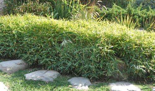 Bambusa Nana Dwarf Hedge Bamboo Plants for Sale
