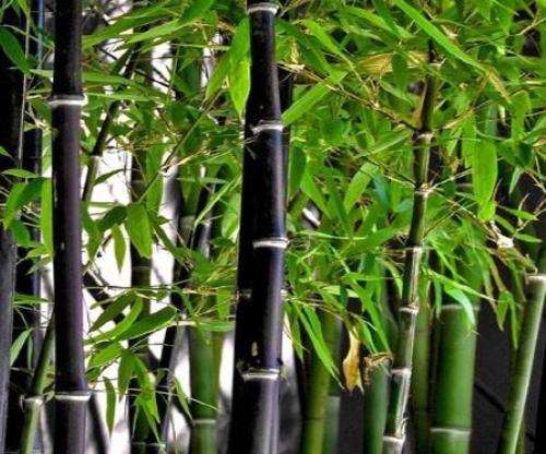 Phyllostachys nigra "Black Bamboo" small Plants For Sale