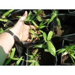 Giant Bamboo (B. balcooa) plants for sale