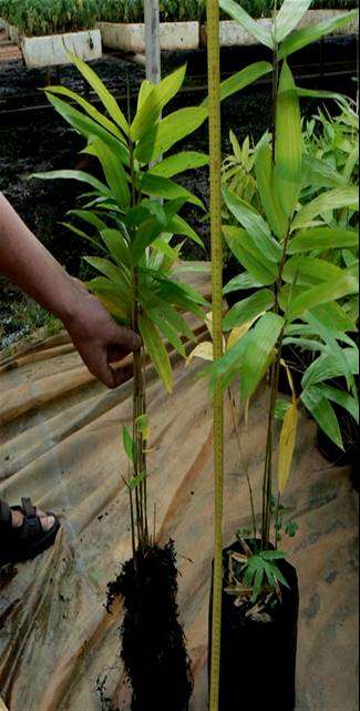 "Giant" Bamboo Plants for sale