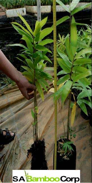 "Giant" Bamboo Plants for sale