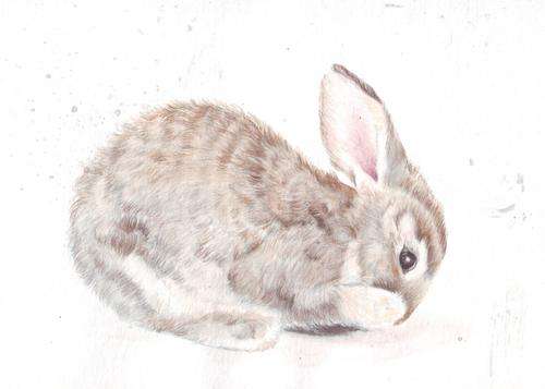 HM102 Original art watercolor painting Bunny by Helga McLeod
