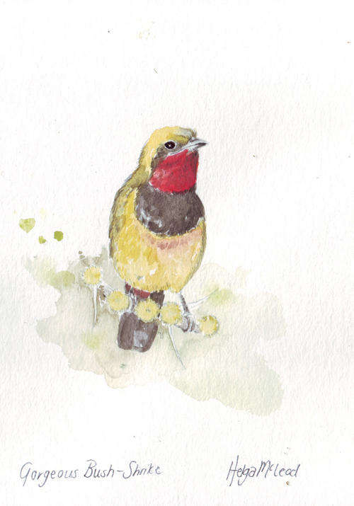 Original painting watercolor gorgeous Bush Shrike bird yellow red black