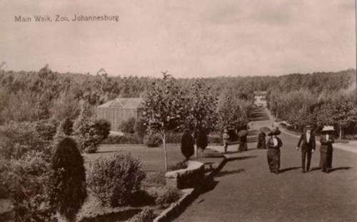 MAIN WALK JOHANNESBURG ZOO POSTCARD
