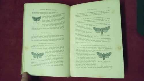 Butterflies and Moths (British)