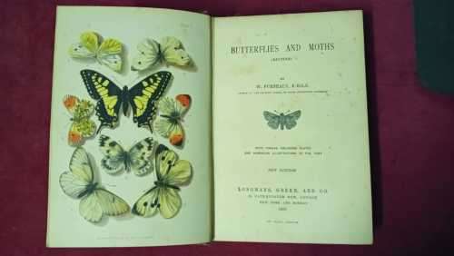 Butterflies and Moths (British)