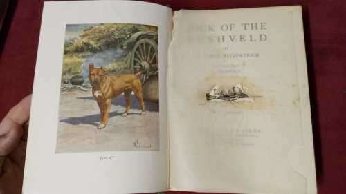 Jock of the Bushveld