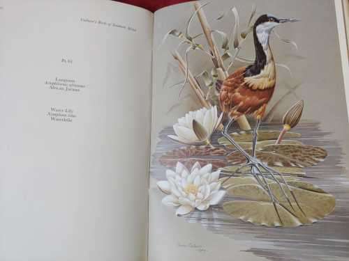Calburn`s Birds of Southern Africa