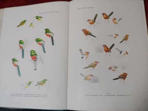 Calburn`s Birds of Southern Africa