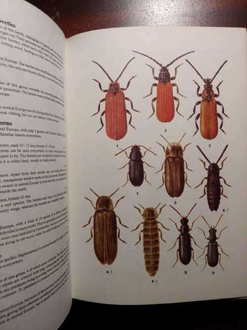 Beetles - A Field Guide in Colour
