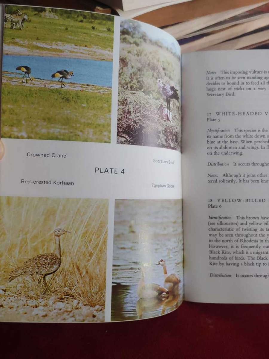 Hwange Birds - Peter Steyn