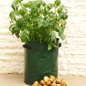 New Vegie Grower - Upside Down Topsy Turvy potato Planter - World's Easiest way to grown Vegatables