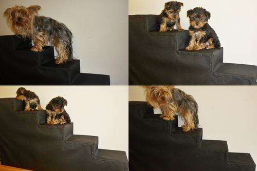 Wooden Dog  Stairs - 5 Steps