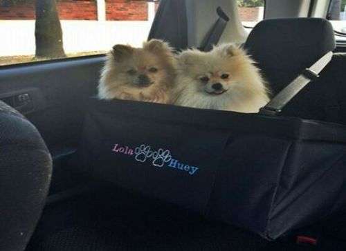 Dog Car Seat