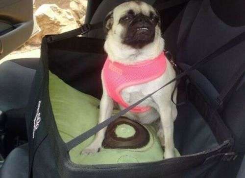 Dog Car Seat