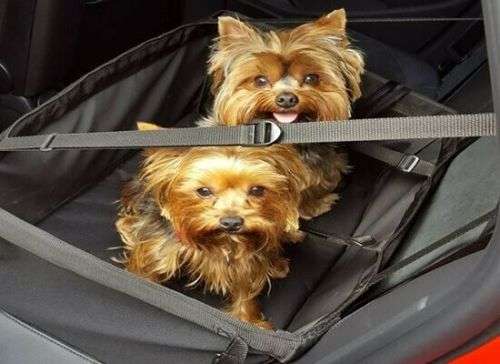 Dog Car Seat