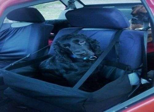 Dog Car Seat