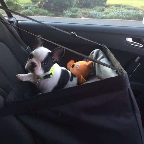 Dog Car Seat