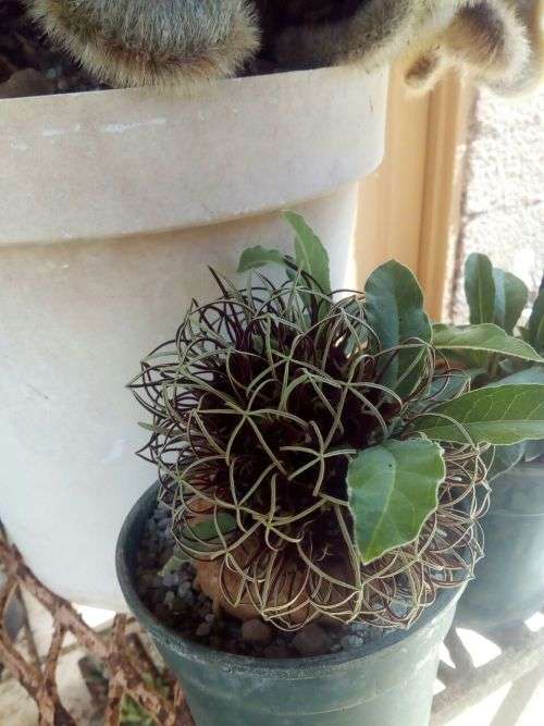 Brachystelma barbarae (plat voet aasblom) 6cm coudex