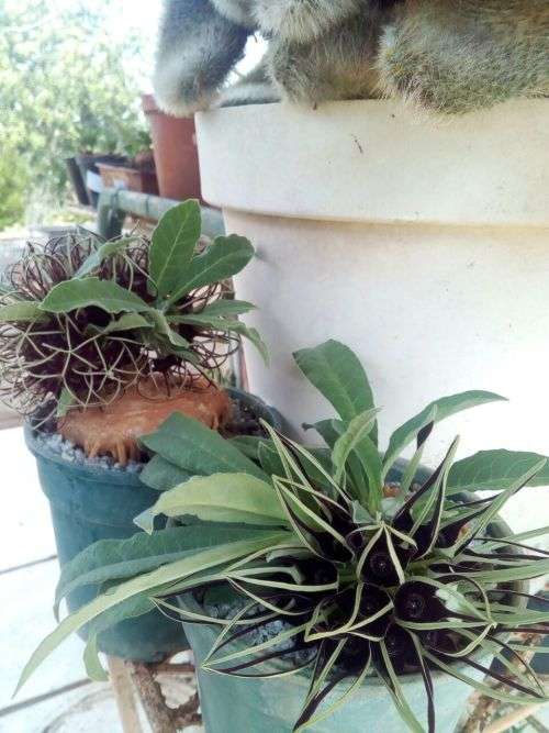 Brachystelma barbarae (plat voet aasblom) 6cm coudex