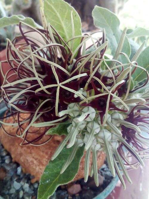 Brachystelma barbarae (plat voet aasblom) 6cm coudex