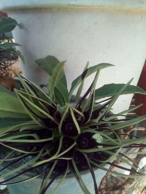 Brachystelma barbarae (plat voet aasblom) 6cm coudex