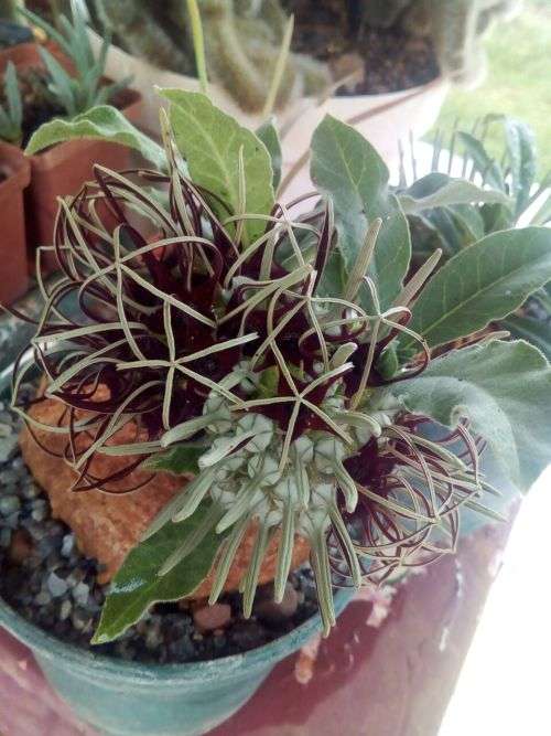 Brachystelma barbarae (plat voet aasblom) 6cm coudex