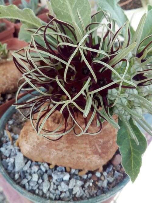 Brachystelma barbarae (plat voet aasblom) 6cm coudex