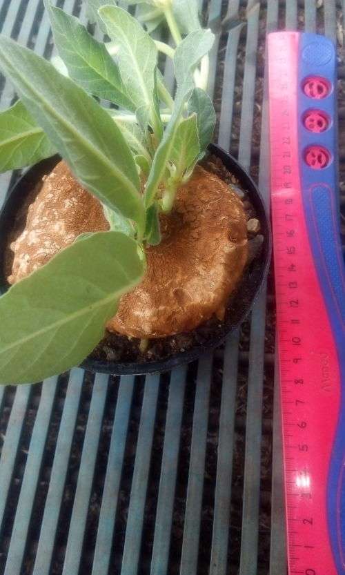 Brackhystelma barbarae