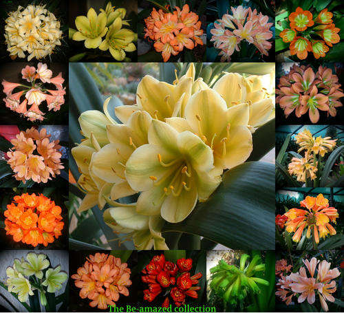 From The Be-Amazed Clivia Collection : " 10 Mixed Seeds from 10 different Plants -see More
