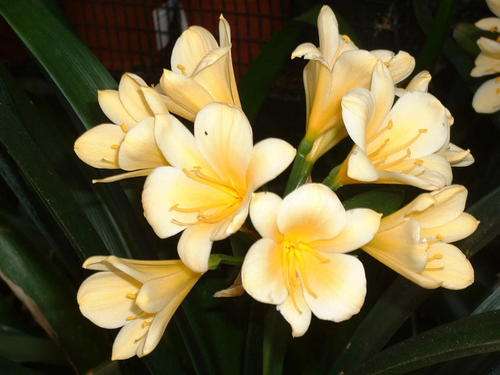 Clivia Miniata " Broad petal  Deep Yellow" seed