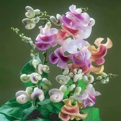 Cochliasanthus caracalla. Corkscrew / Snailvine Vine Seeds