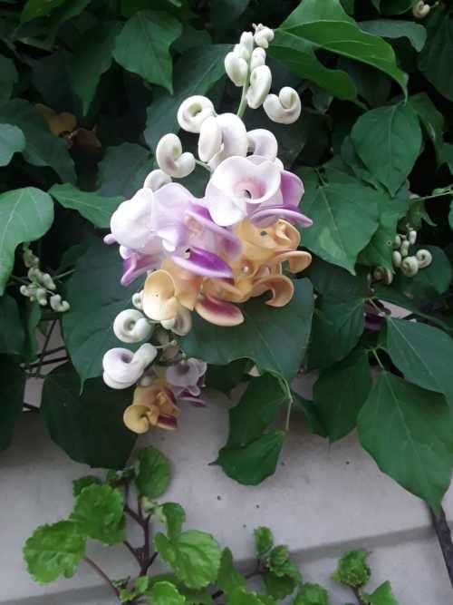 Snail/Corkscrew Vine, Profuse bloomer, loves heat, cover that fence! Strong Fragrant. A must!!