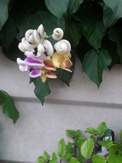 Snail/Corkscrew Vine, Profuse bloomer, loves heat, cover that fence! Strong Fragrant. A must!!